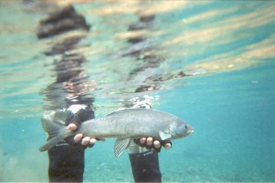 Arctic Grayling