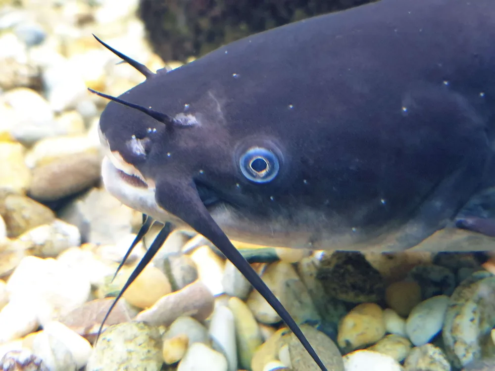 Black Bullhead