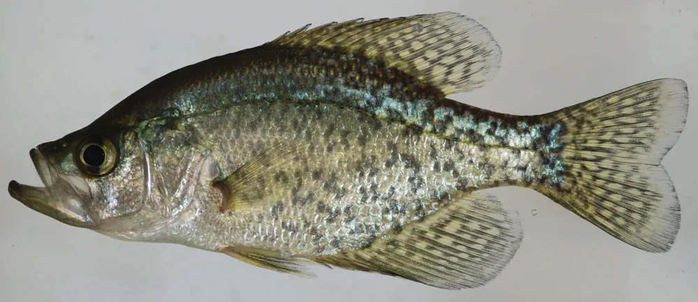 Black Crappie