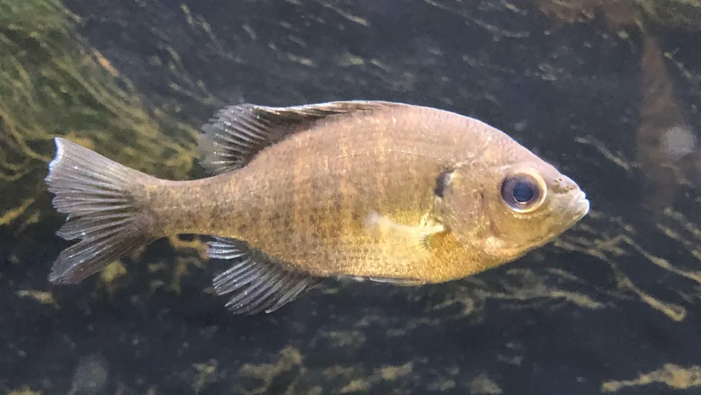Bluegill