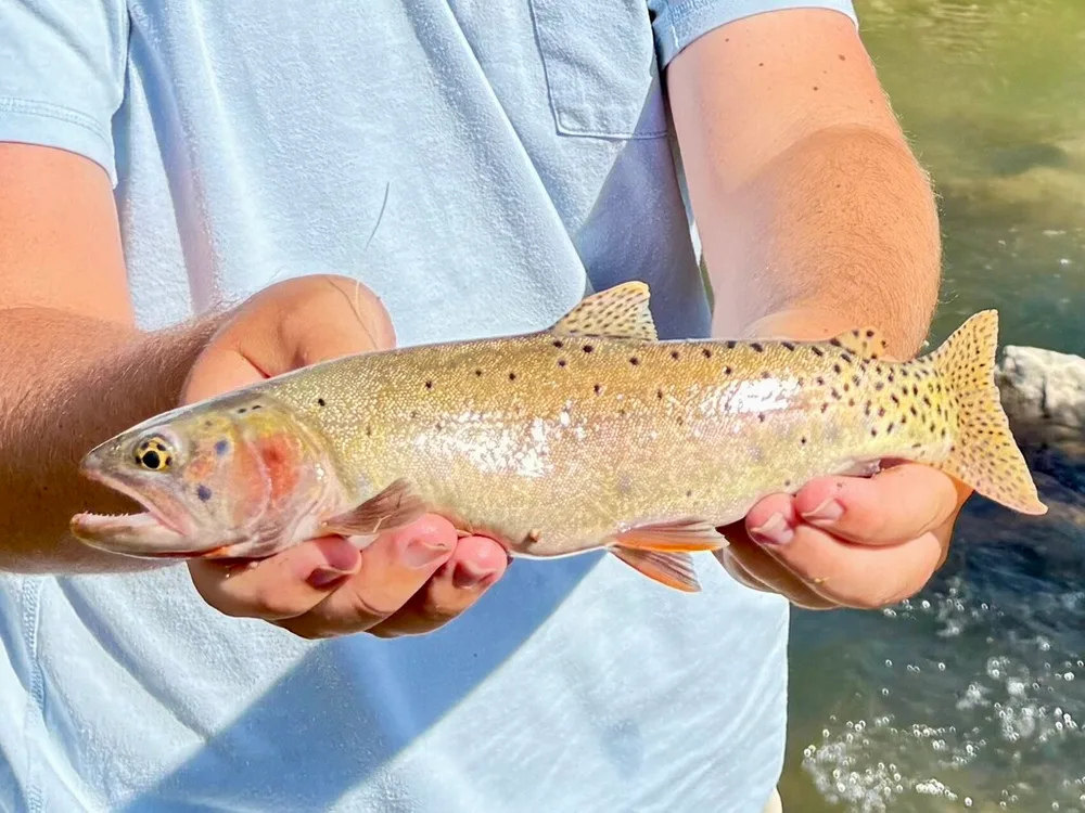 Bonneville Cutthroat Trout
