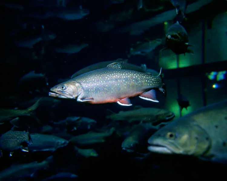 Brook Trout
