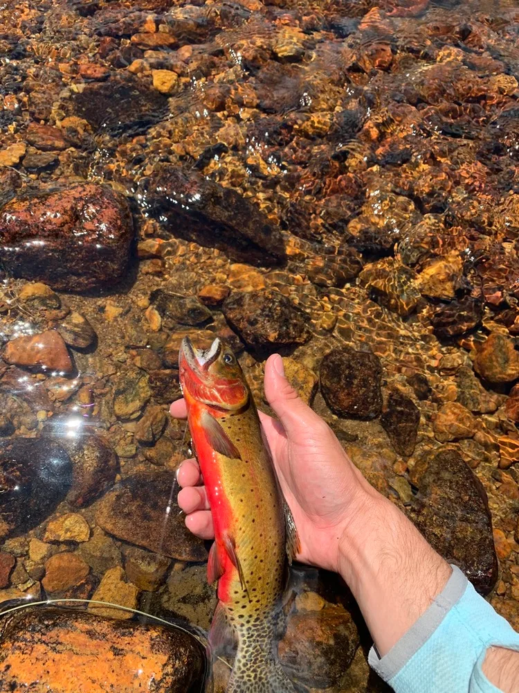 Colorado River Cutthroat Trout