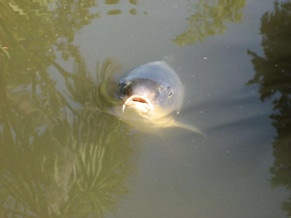 Common Carp