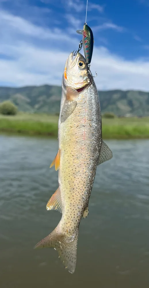 Cutthroat Trout