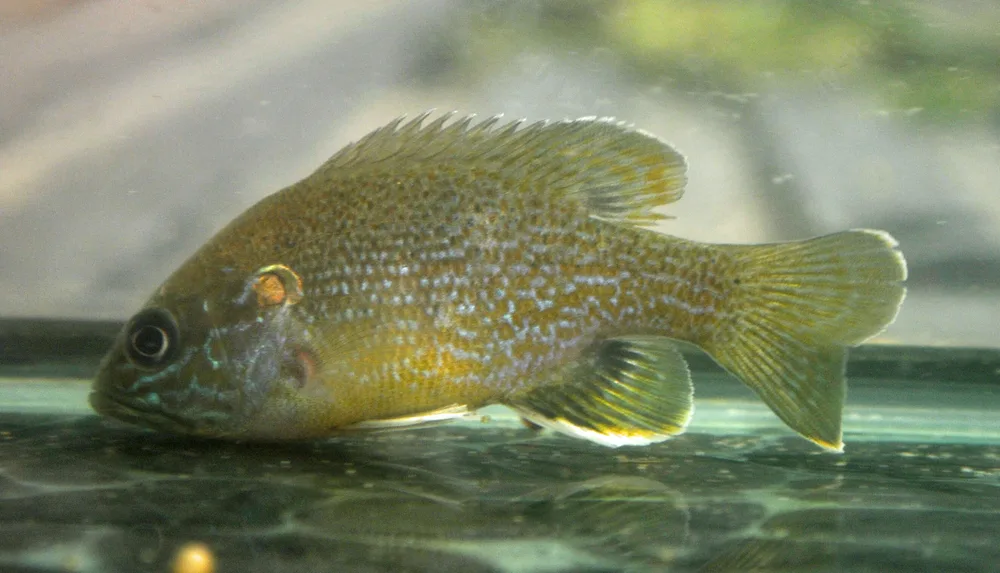 Green Sunfish
