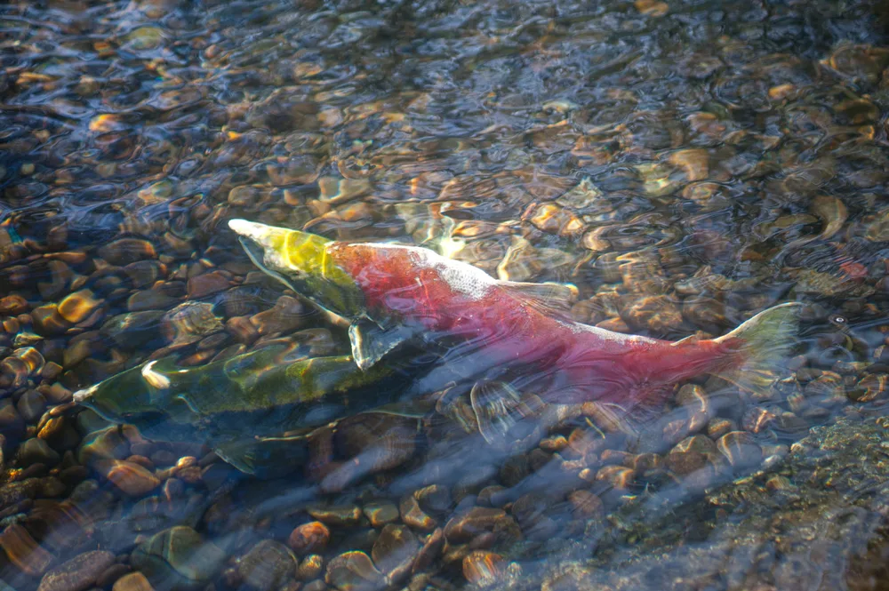 Kokanee Salmon
