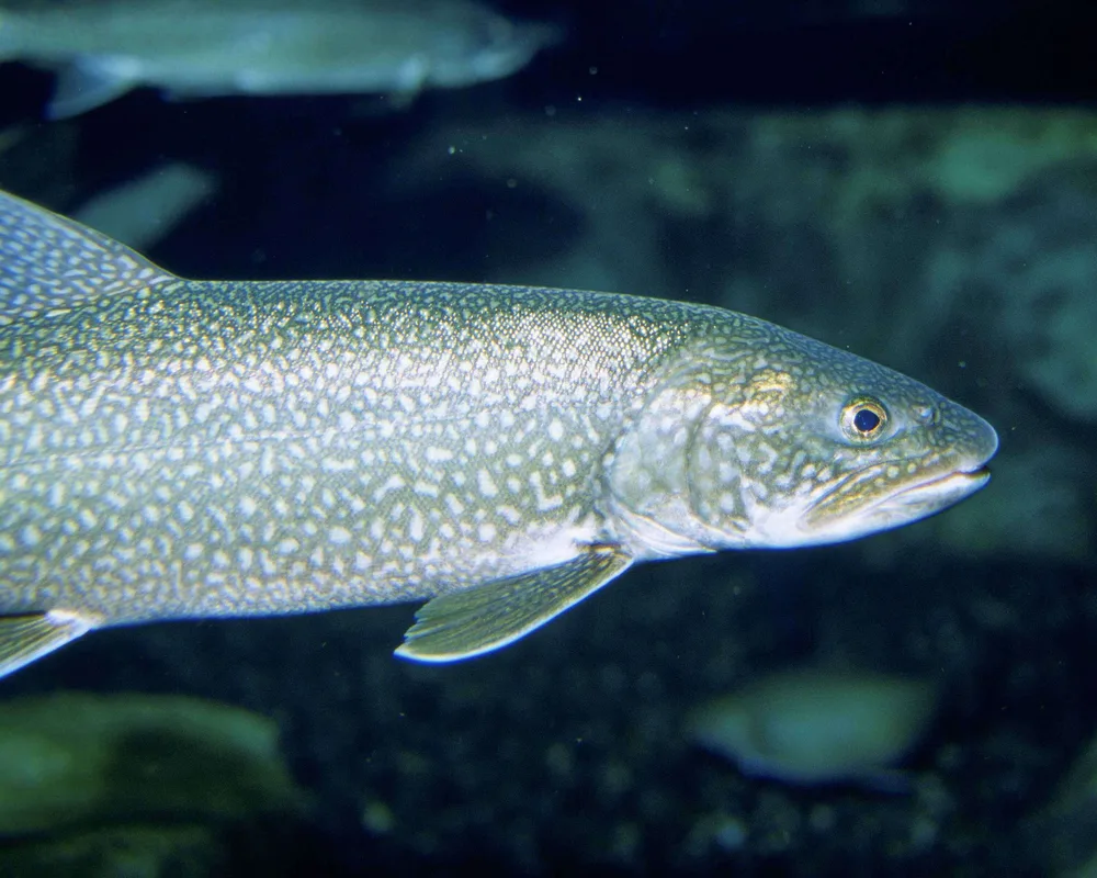 Lake Trout