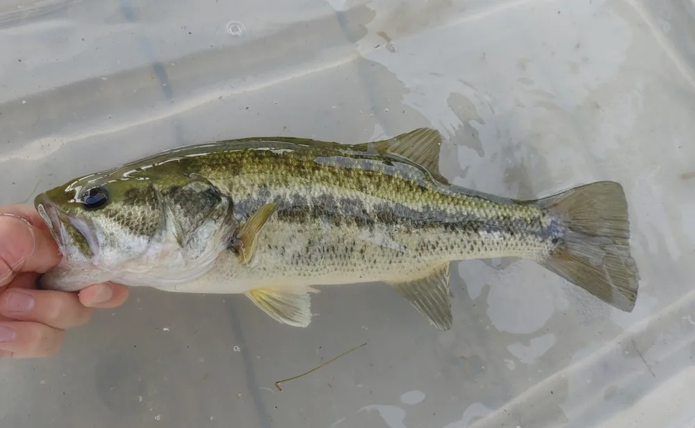 Largemouth Bass