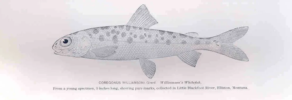 Mountain Whitefish
