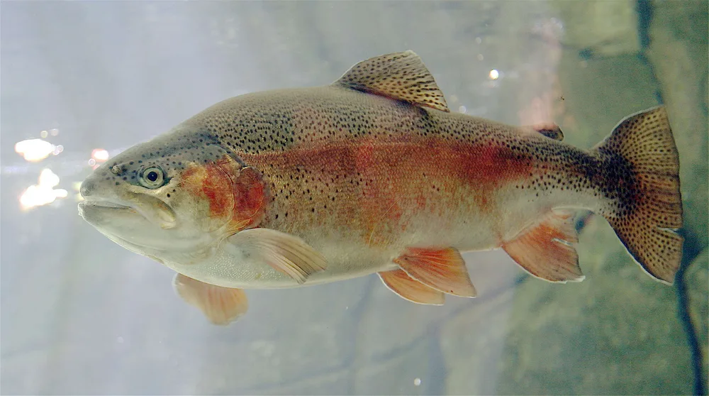 Rainbow Trout