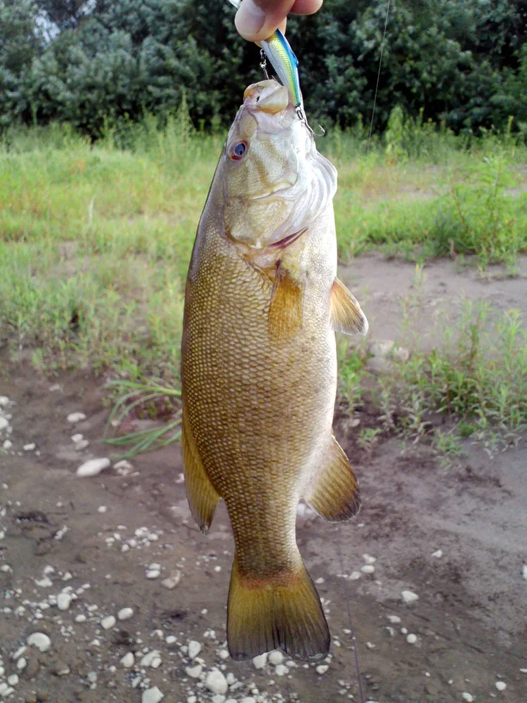Smallmouth Bass