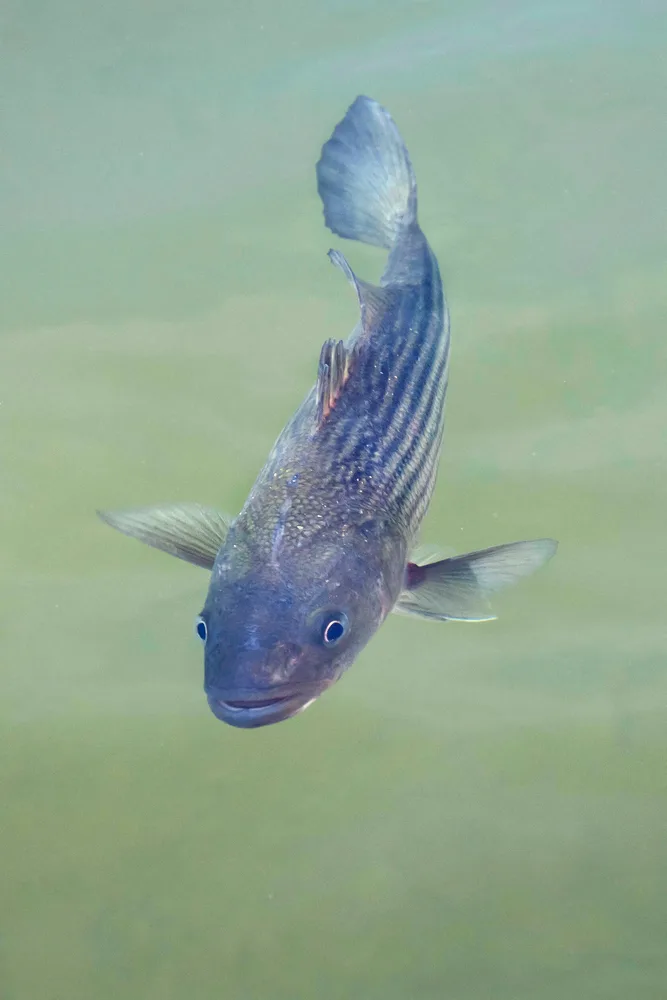 Striped Bass