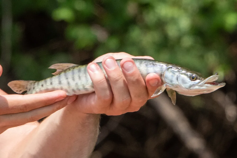 Tiger Muskie