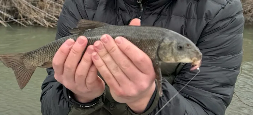 Utah Sucker