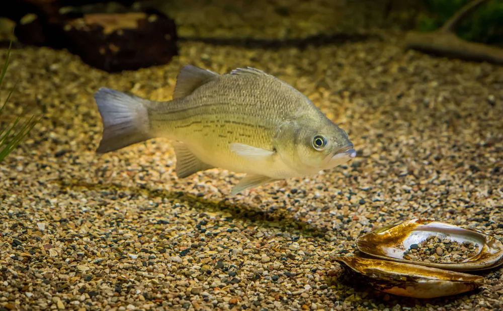 White Bass
