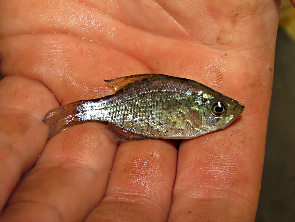 White Crappie