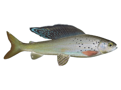 Arctic Grayling