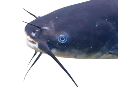 Black Bullhead