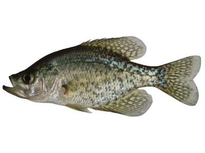 Black Crappie