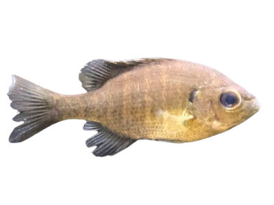Bluegill