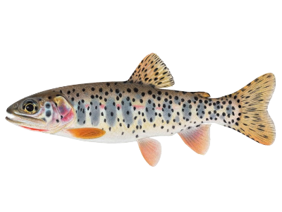 Bonneville Cutthroat Trout