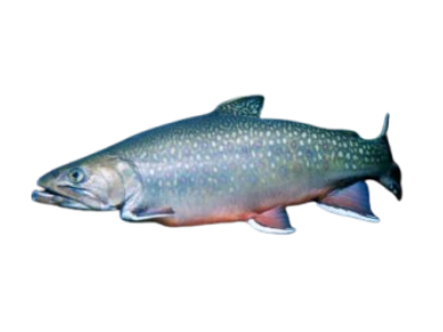 Brook Trout