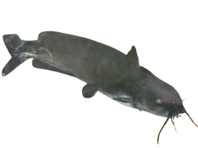 Channel Catfish