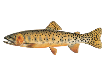 Colorado River Cutthroat Trout