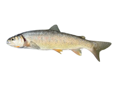 Cutthroat Trout