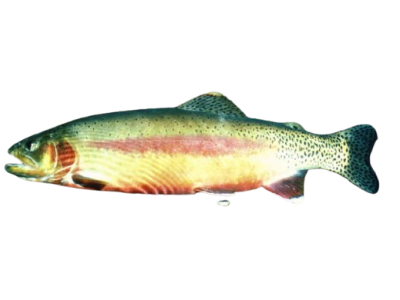 Golden Trout