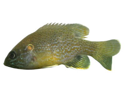 Green Sunfish