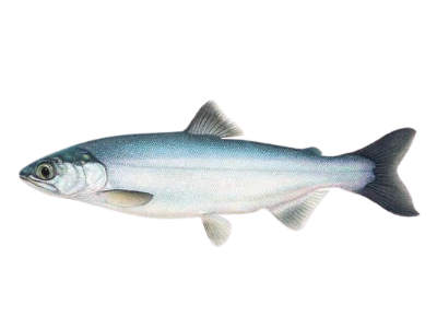 Kokanee Salmon
