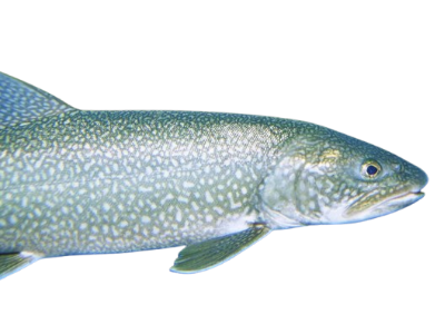 Lake Trout