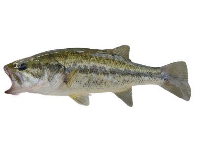 Largemouth Bass