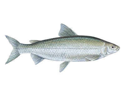 Mountain Whitefish