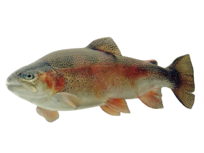 Rainbow Trout