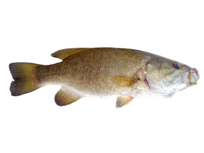 Smallmouth Bass
