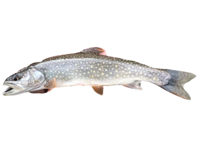 Splake