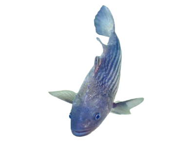 Striped Bass