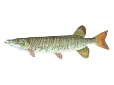 Tiger Muskie