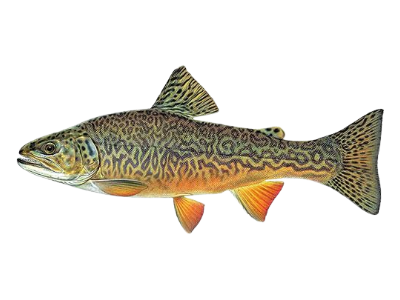Tiger Trout