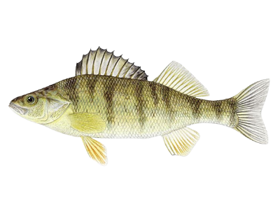 Walleye