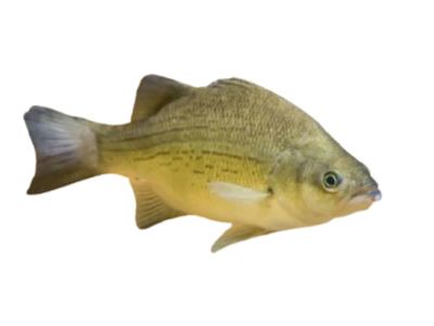 White Bass