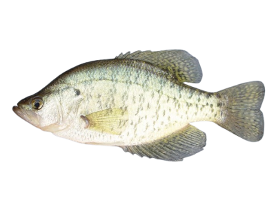 White Crappie
