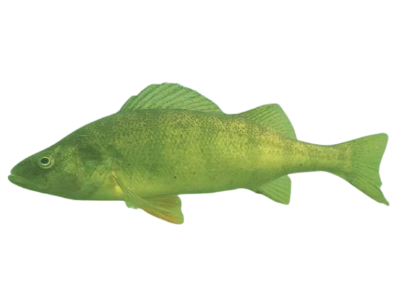 Yellow Perch